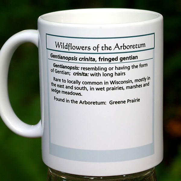 mug gentianopsis large 8133.jpg